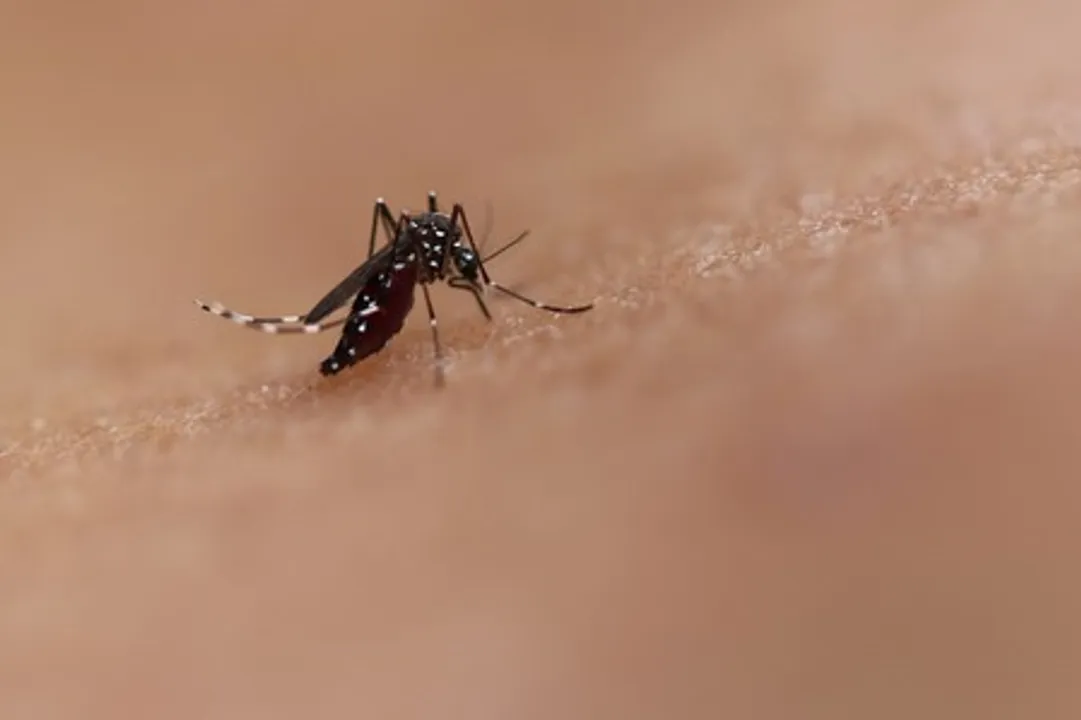  WHO launches guidelines for clinical management of dengue, chikungunya, Zika & yellow fever