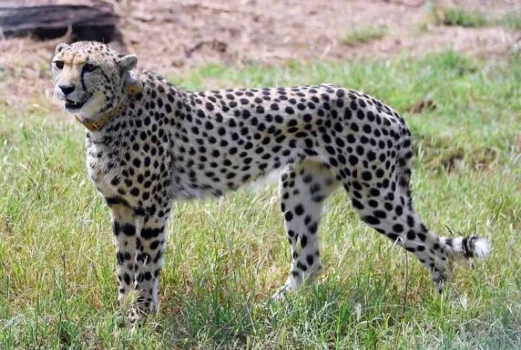  Namibian female Cheetah Nabha succumbs to injuries