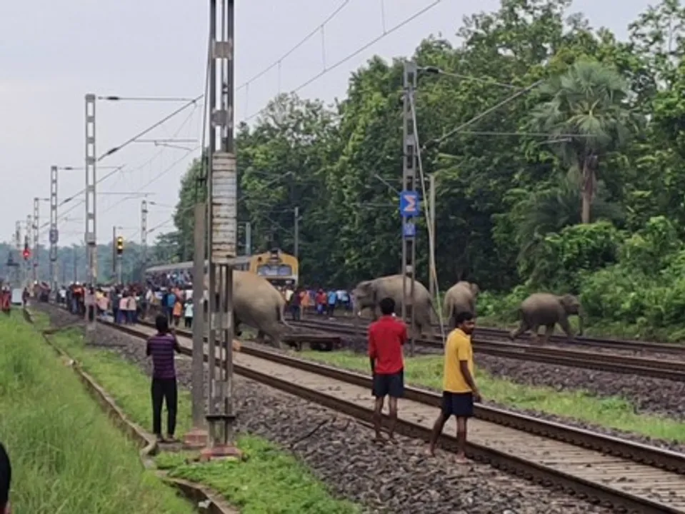  Jharkhand-Bengal elephant corridor turns into jumbo death trap; 7 die in 45 days