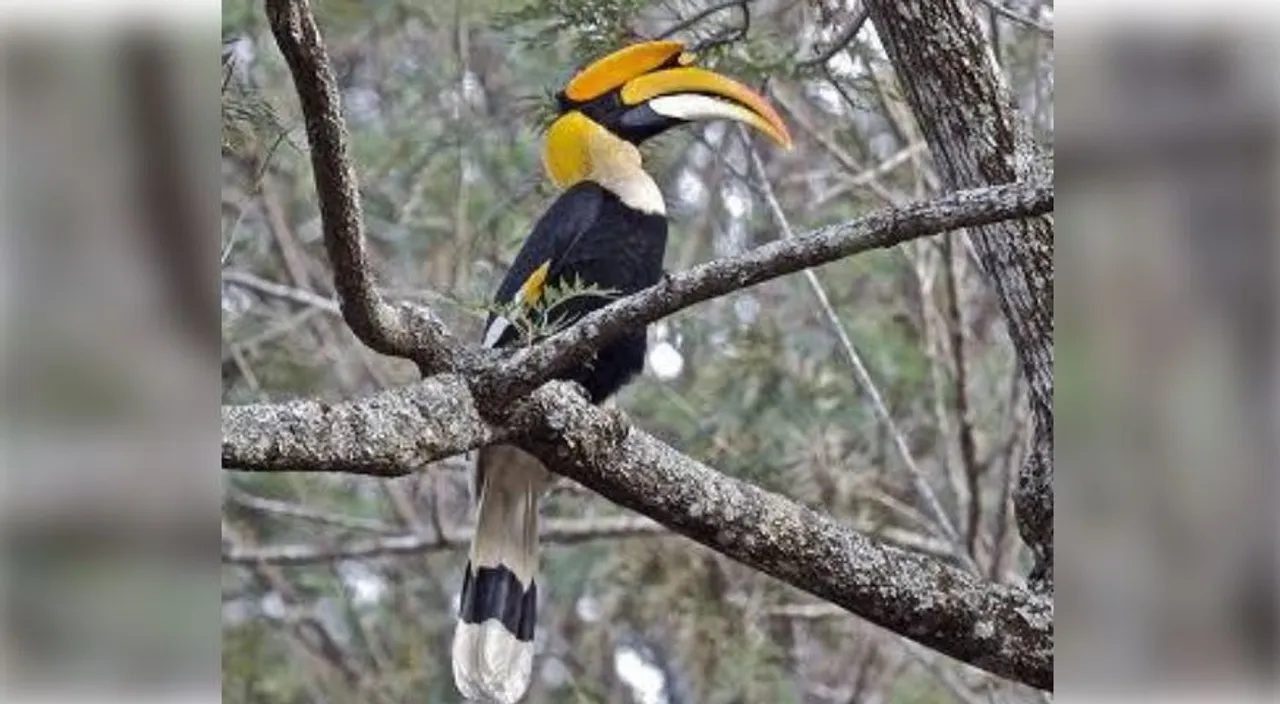  India’s first hornbill conservation centre to be set up at Annamalai Tiger Reserve