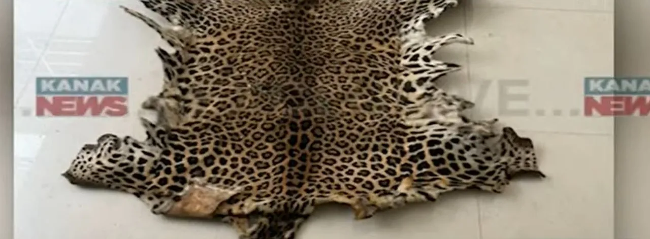  Odisha STF nabs two in Bhubaneswar during ₹2.5 lakh leopard skin deal