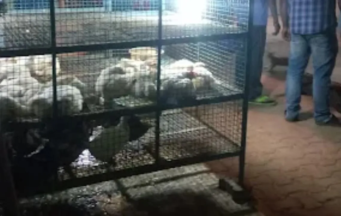  Bird flu scare hits chicken sales in Bhubaneswar, fish prices soar