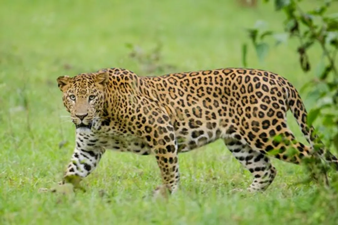  Leopard sighted in Hyderabad’s Ibrahim Bagh military area
