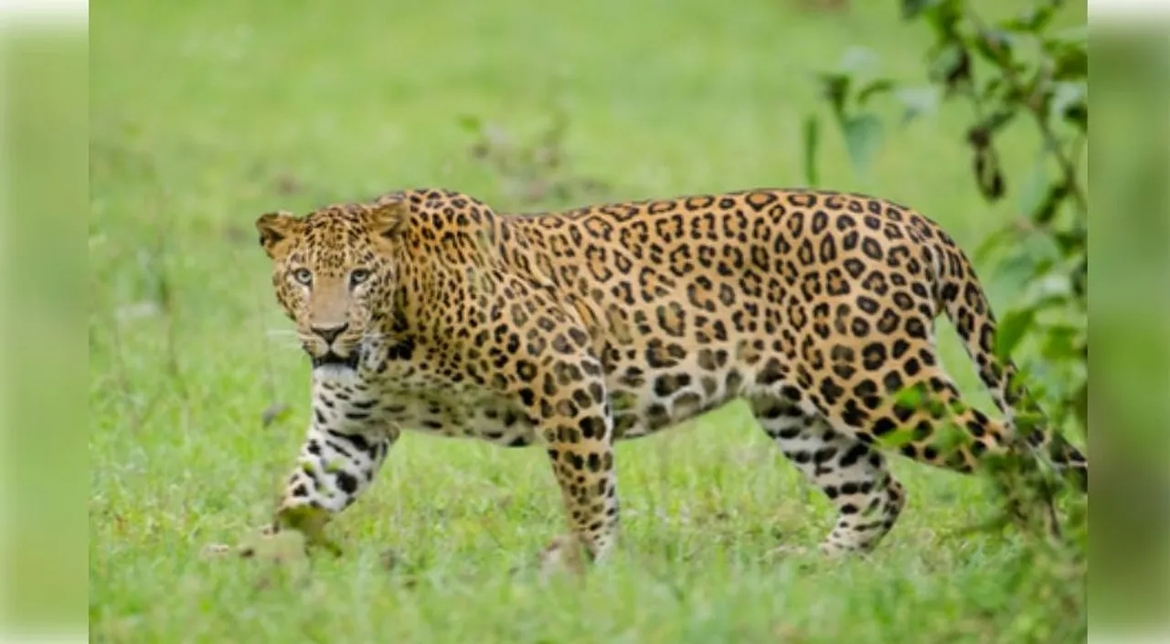  Kerala man fights leopard to save 4-year-old son