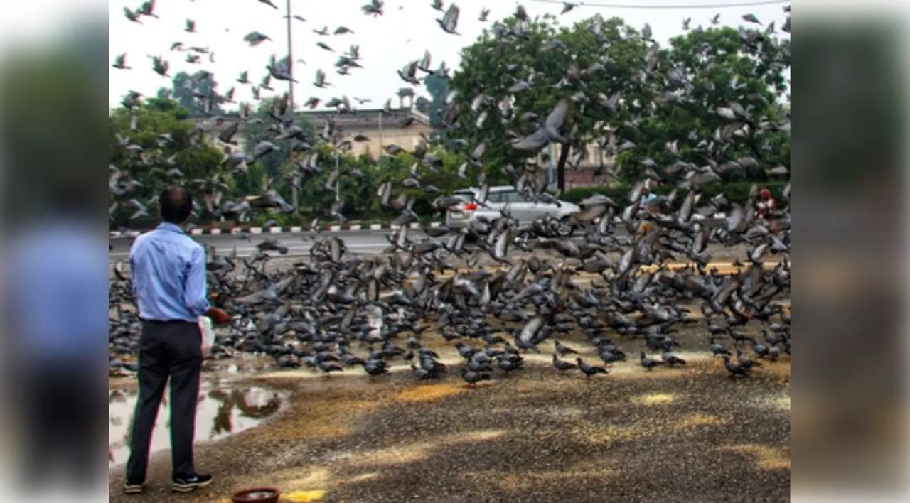  Maharashtra: Mumbai files first FIR for feeding pigeons