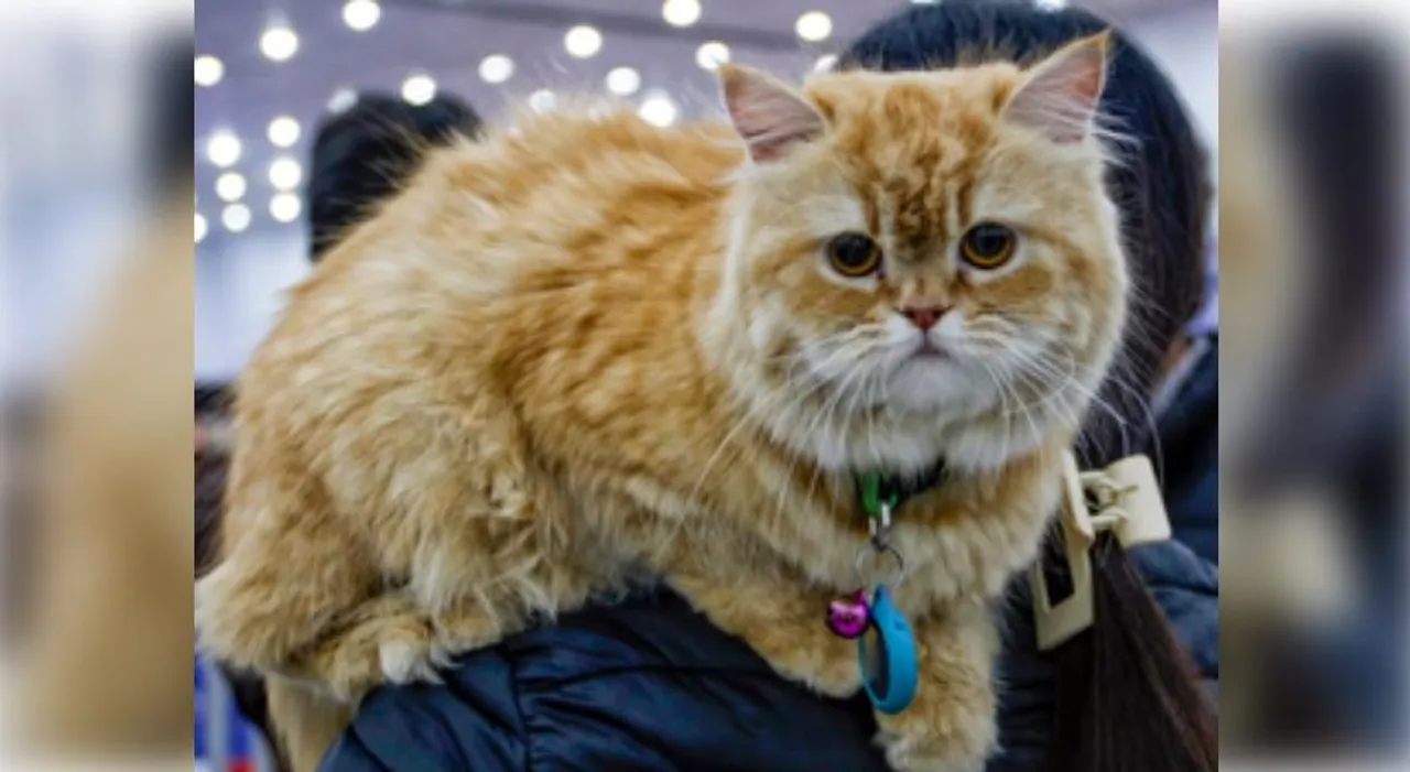  Cats may aid in developing treatments for dementia, Alzheimer’s in humans: Study