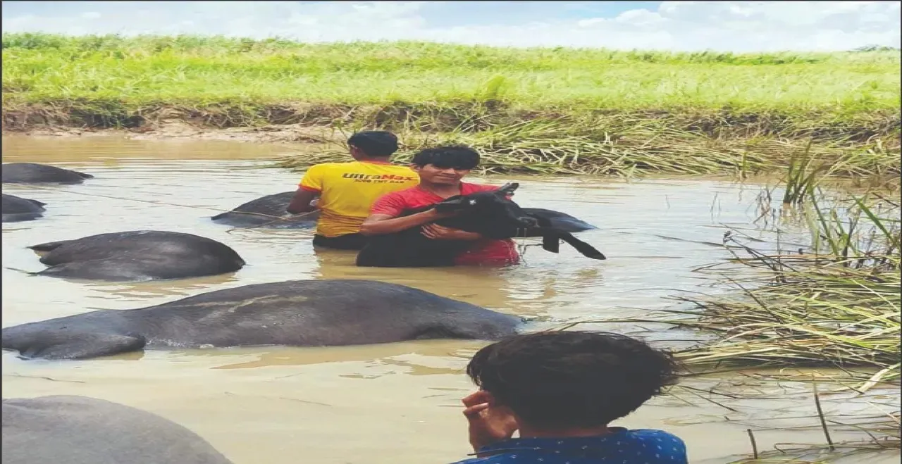  Odisha: 73 buffaloes drown while crossing river, poisoning suspected