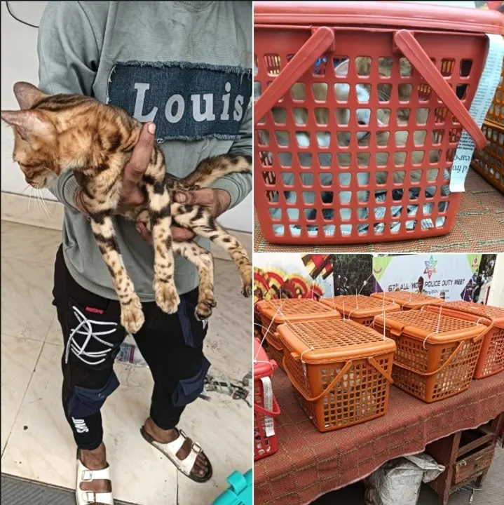  Couple detained in Odisha for illegally transporting 20 Persian cats on train