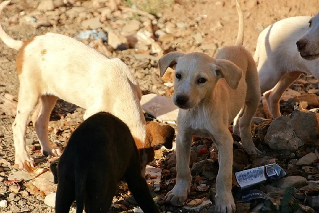  National Rabies Control Programme strengthening surveillance of dog bites in all states