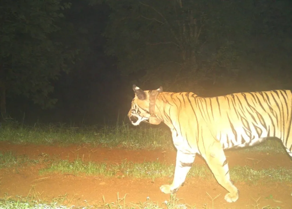  Good news for Similipal as translocated tigress Zeenat pregnant