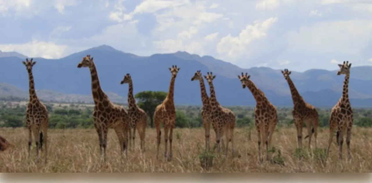  Four giraffe species formally recognised in landmark IUCN reclassification