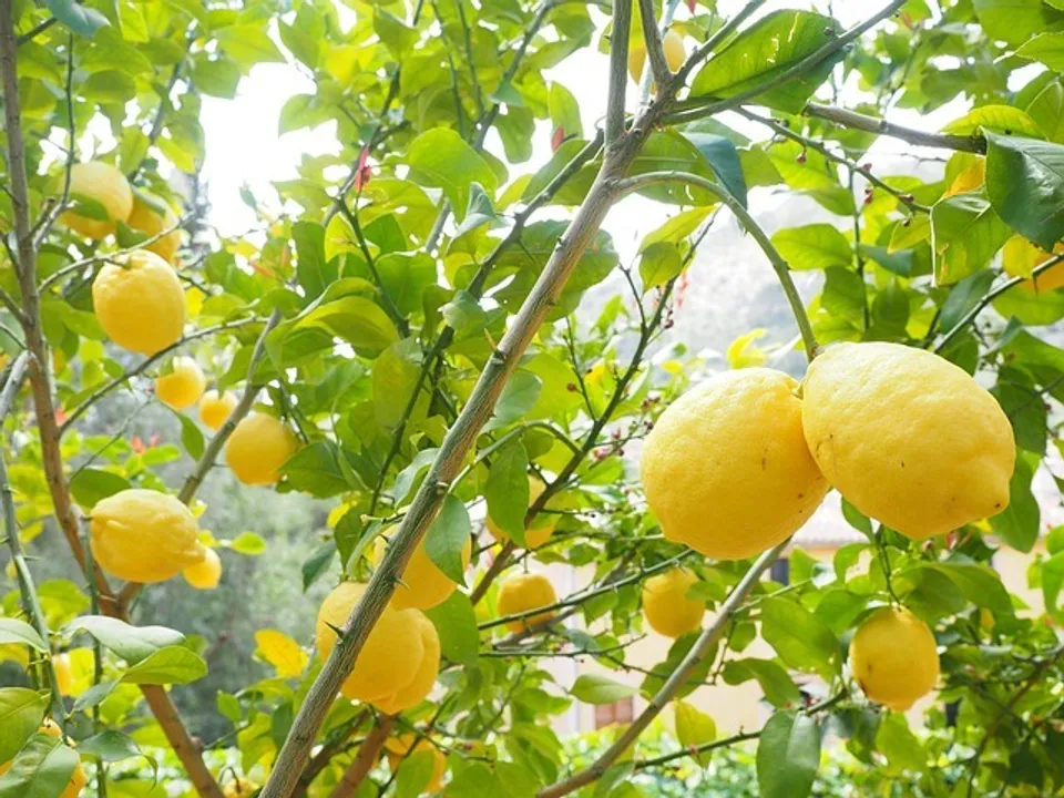  Odisha: Angul lemons exported to US, farmers reap higher profits
