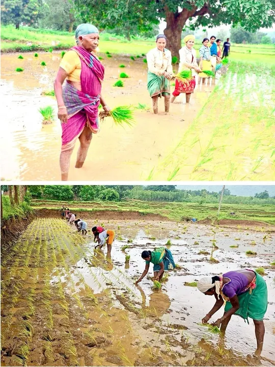  Vedanta Lanjigarh expands sustainable rice farming in Kalahandi under Sangam project