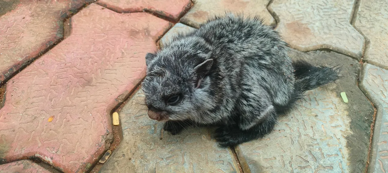  Rare flying squirrel rescued near BSF camp in Koraput