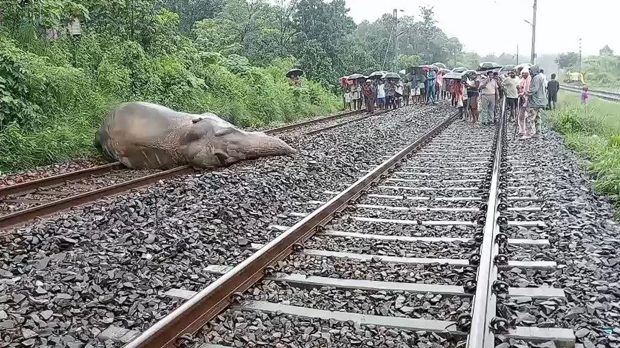  Elephant Battles for Life After Being Hit by Train in Odisha’s Sundargarh