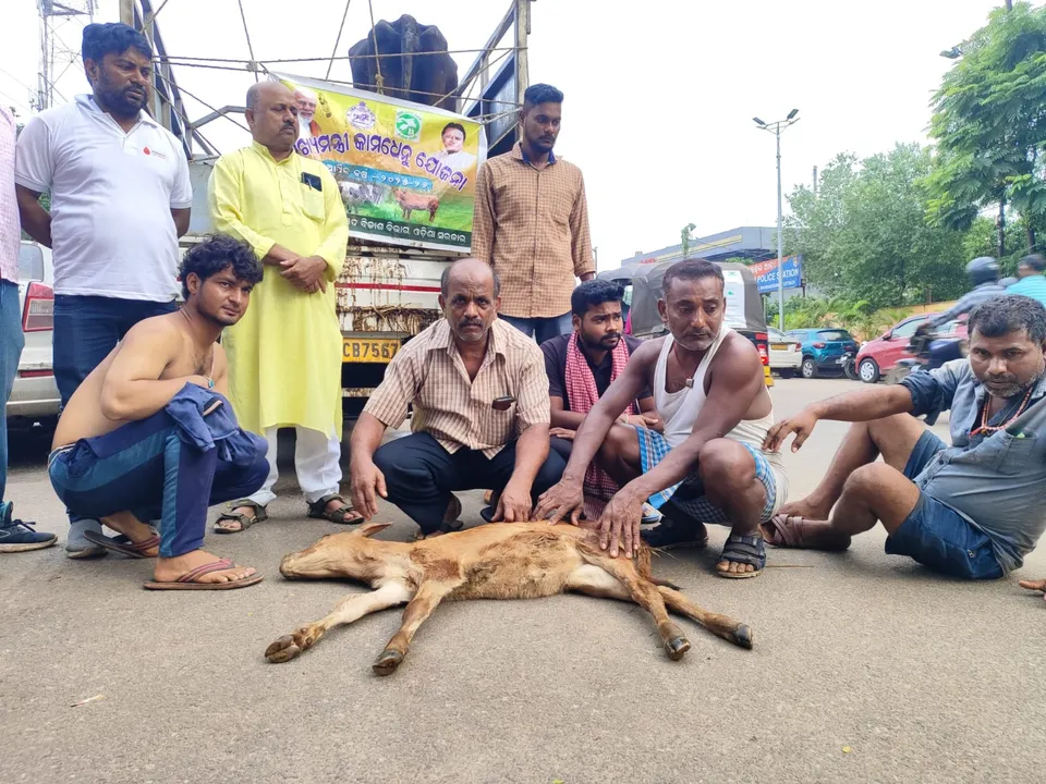  Cow vigilantes attack milk farmers in Bhubaneswar; calf dies