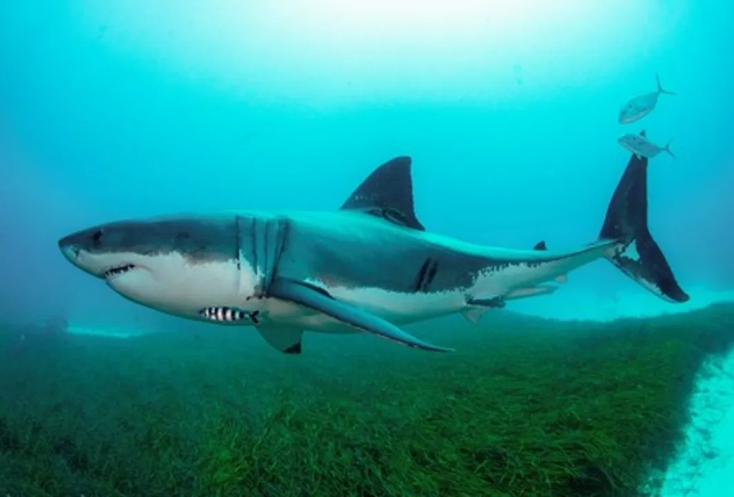  Man killed in shark attack at Sydney beach