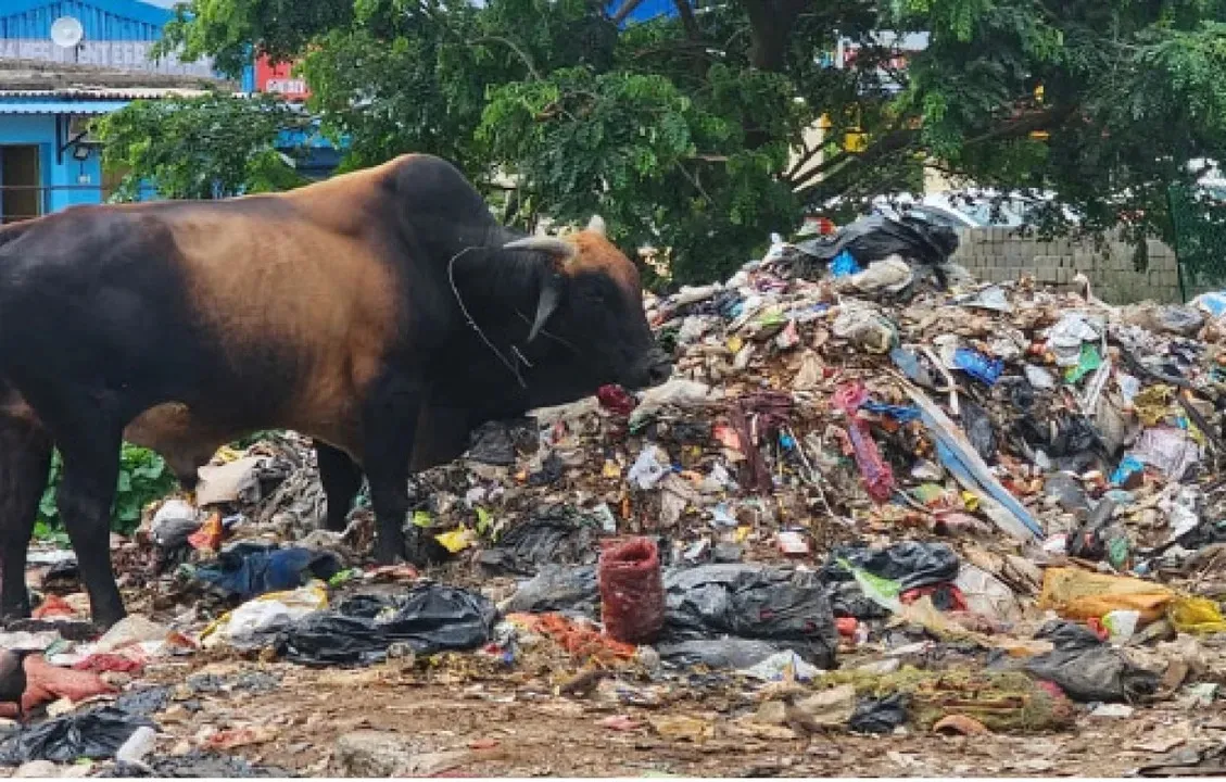  Garbage Dumping Along Puri Bypass Road Raises Stink in Bhubaneswar