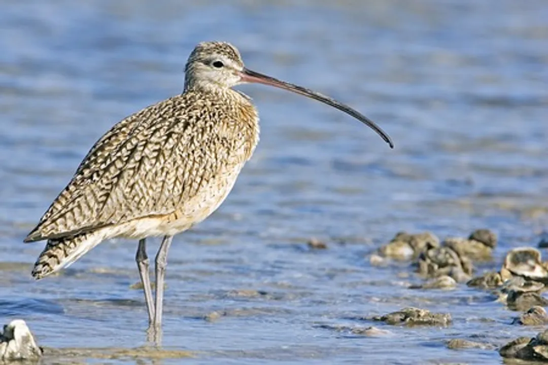  Migratory bird slender-billed curlew extinct now