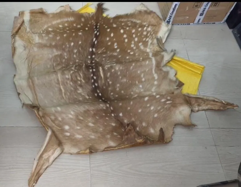  Deer skin, peacock feathers seized in Odisha’s Deogarh; Retired Forester arrested