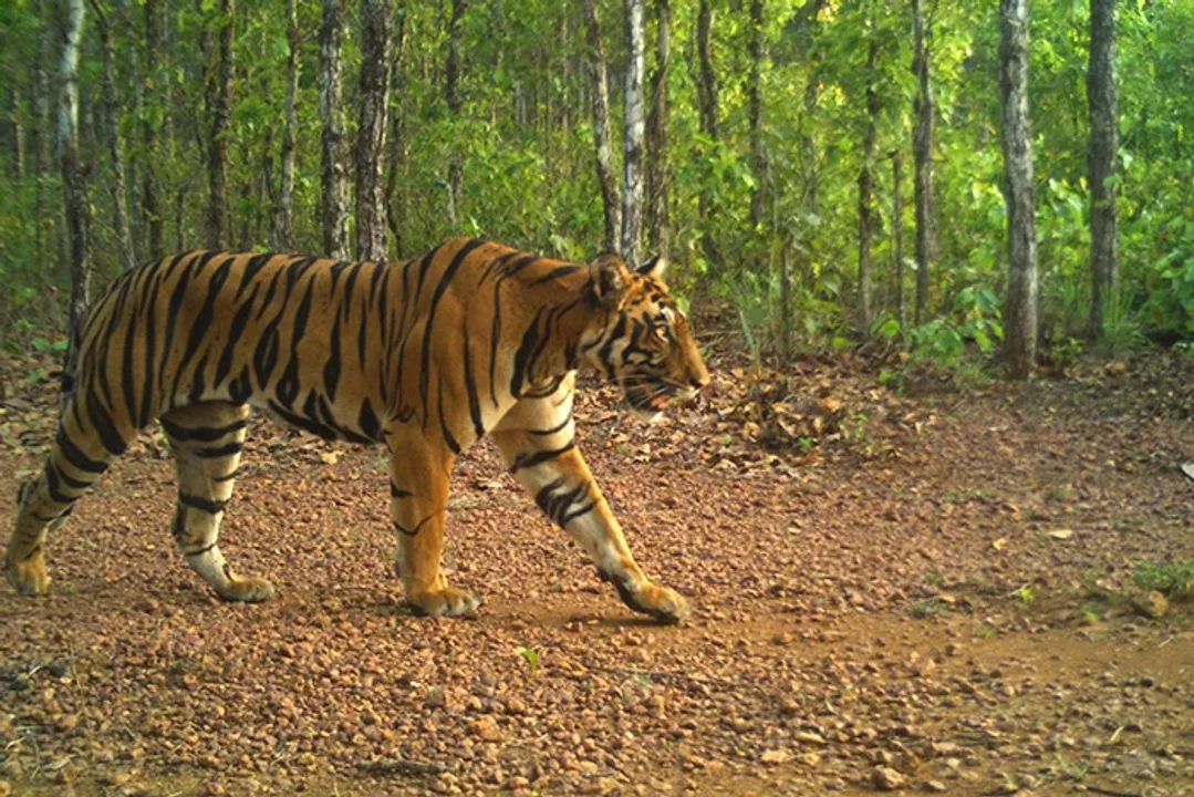  Tiger roaming inside forest Photograph: (Similipal Tiger Reserve) 