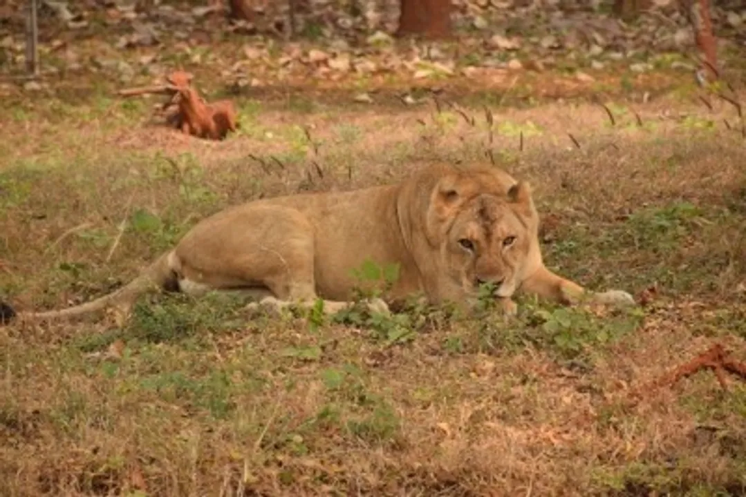  The lioness drowned in a canal while trying to run away from the Forest Department officials.  