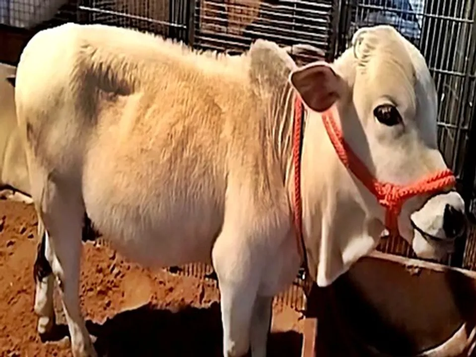  Punganur cow at the Pushkar International Cattle Fair 