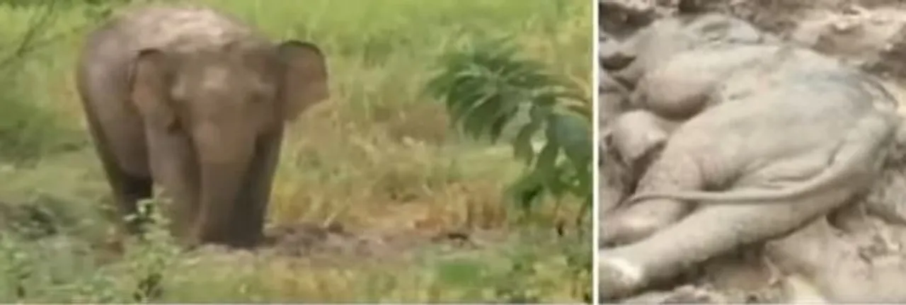  Odisha: Grieving jumbo refuses to leave dead calf in Similipal, video viral
