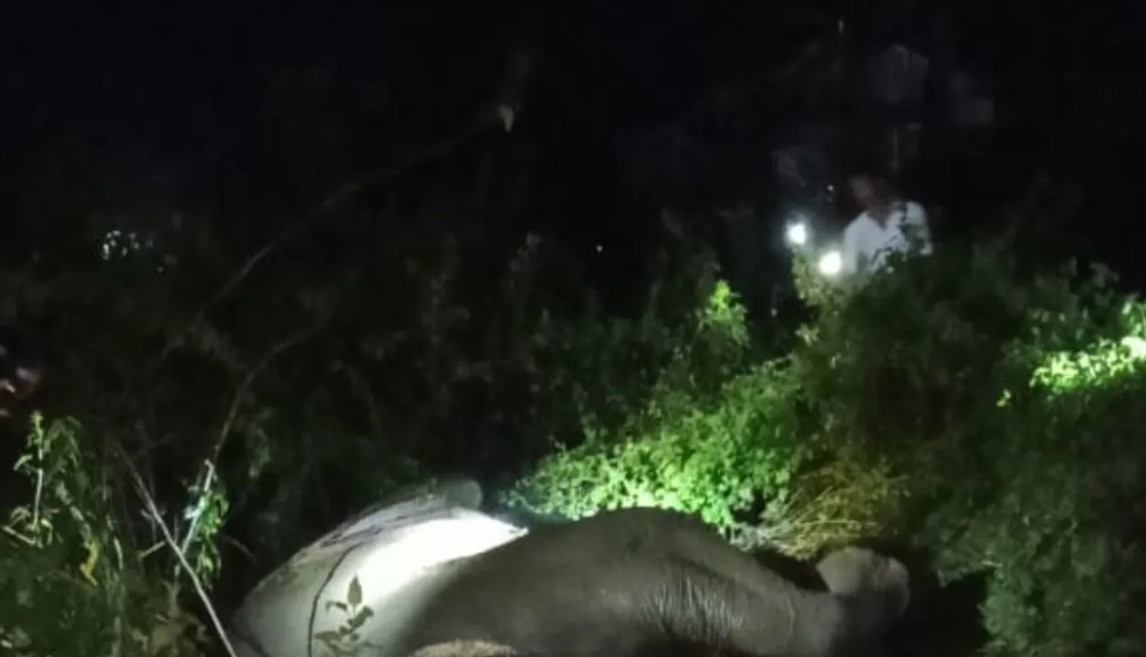  Elephant dies after being hit by train in Mayurbhanj (Photo: Sambad) 