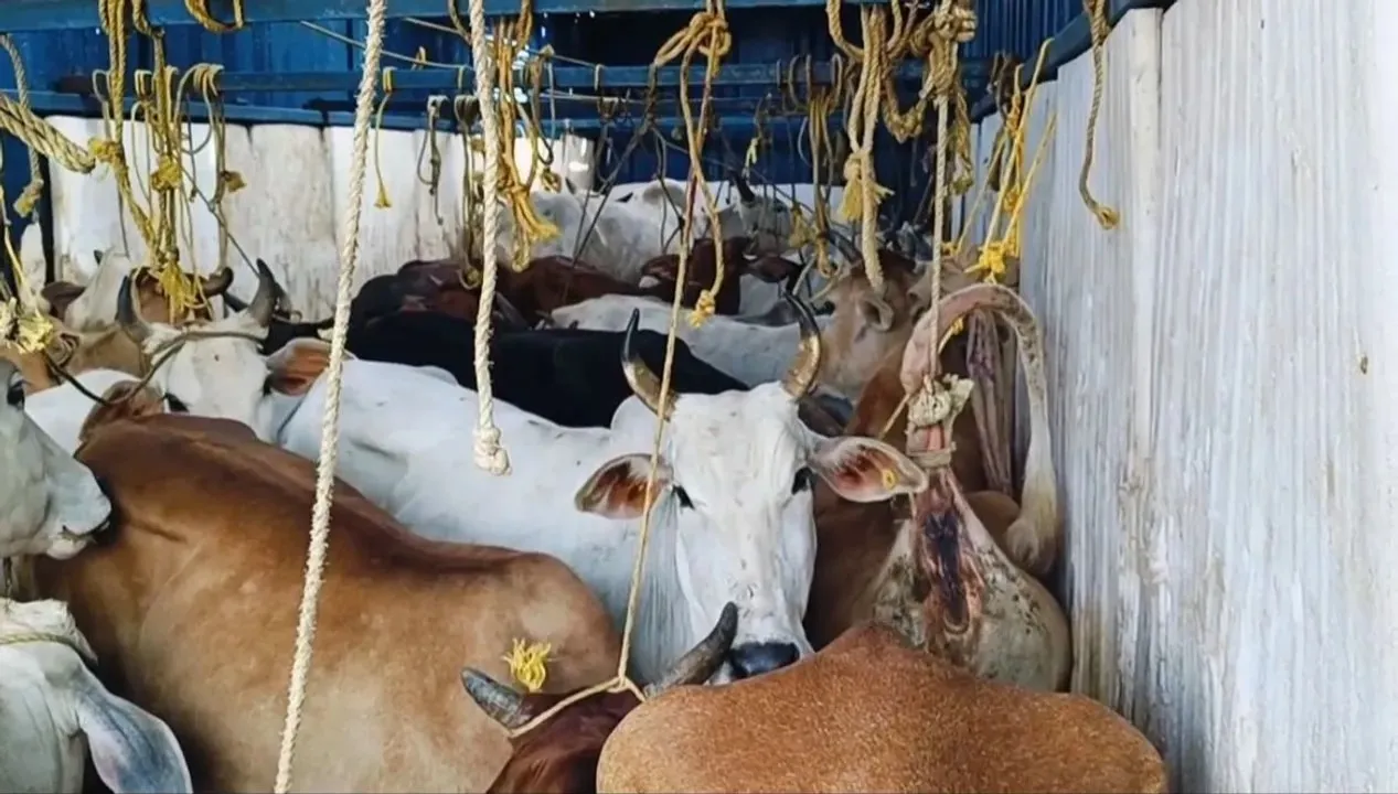  Over 100 cattle rescued in Balasore district while being trafficked illegally from Bhadrak to West Bengal Photograph: (Sambad) 