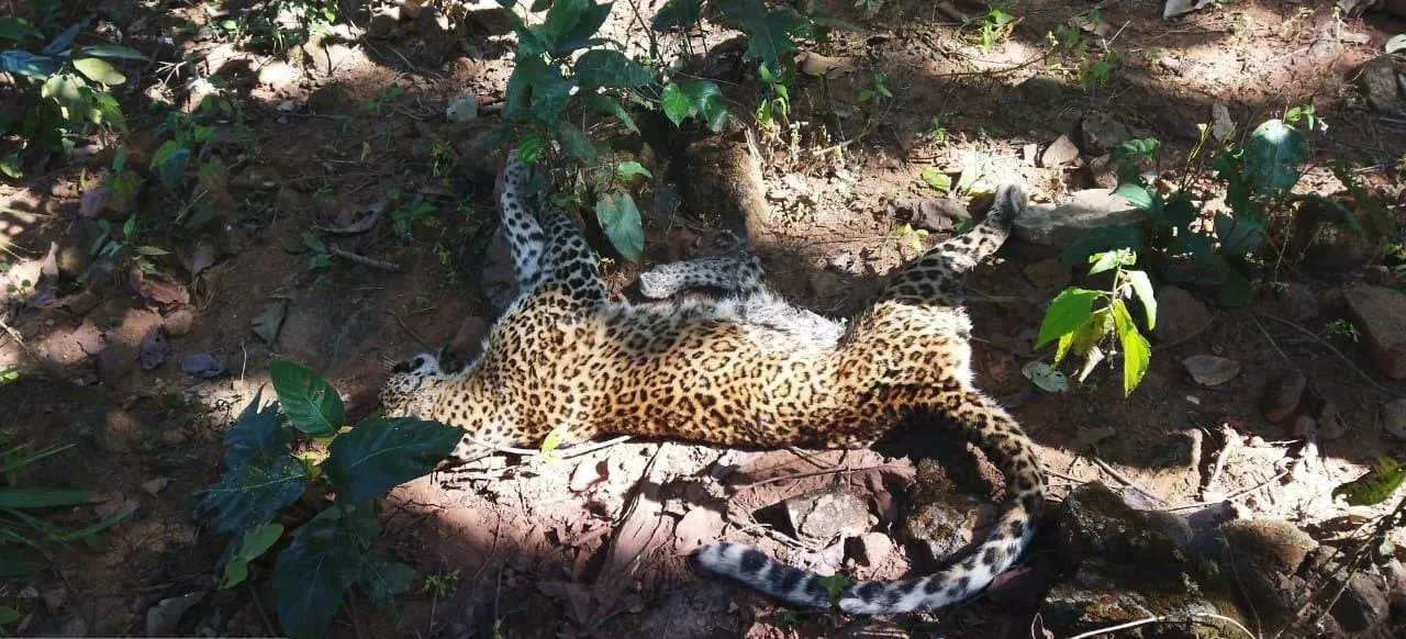  Leopard dies in Odisha's Sundargarh, poisoning suspected