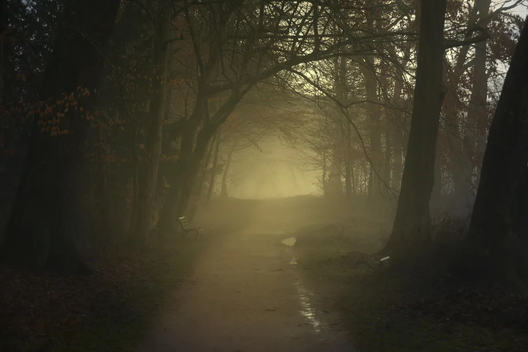  Fog, chill blanket Odisha as Damanjodi records season's lowest at 2.9°C