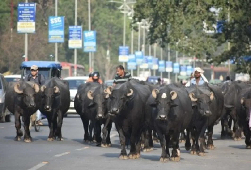  NHAI rolls out pilot for real-time alerts on stray cattle on highways