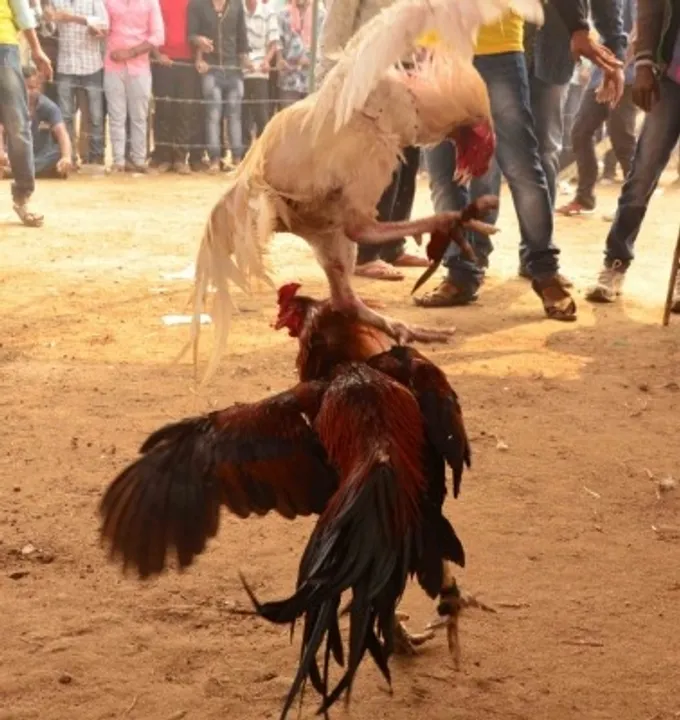  Sankranti cockfight fetches Andhra man ₹1.53 crore