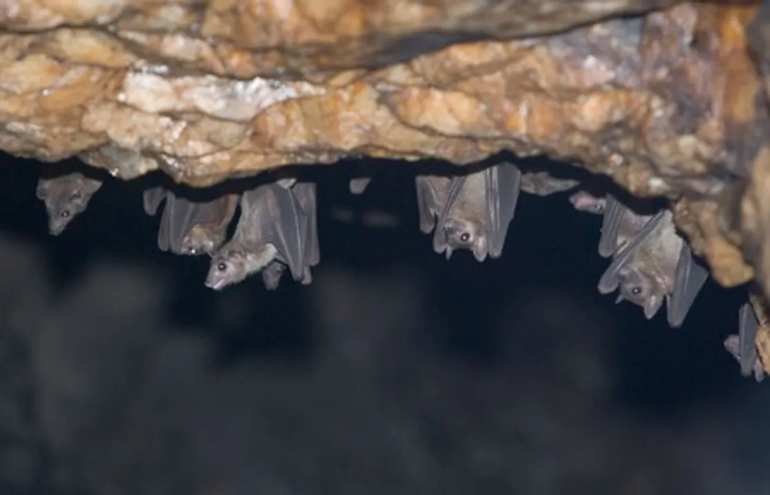  Nipah virus is known to circulate in certain species of bats. 
