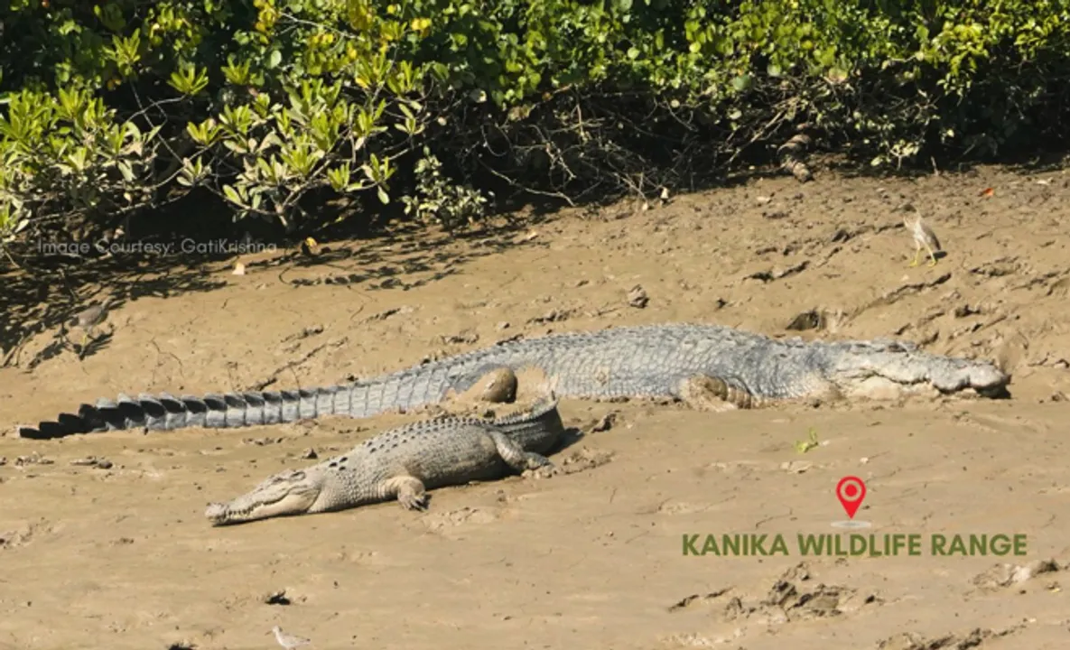  Crocodiles at Bhitarkanika (Photo courtesy:  PCCF-WL, Odisha, social media handle) 