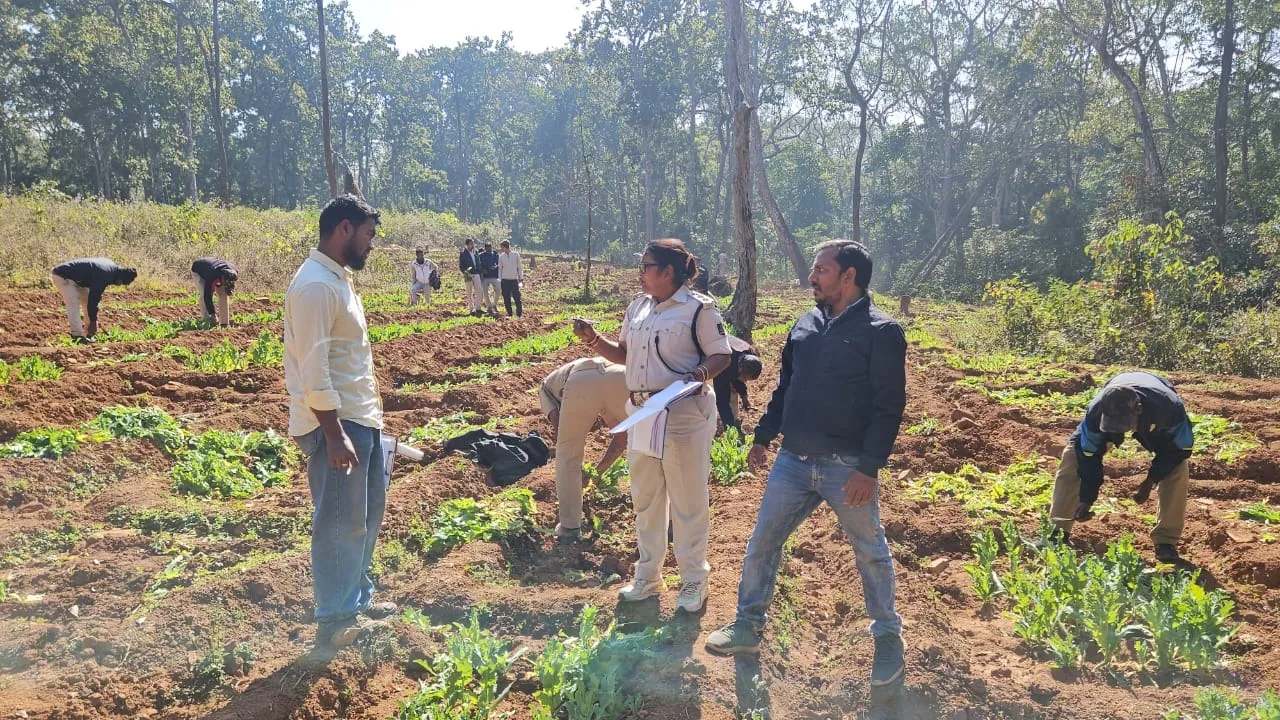  Illegal opium cultivation destroyed in village under Jashipur PS in Mayurbhanj district, Odisha Photograph: (Sambad) 