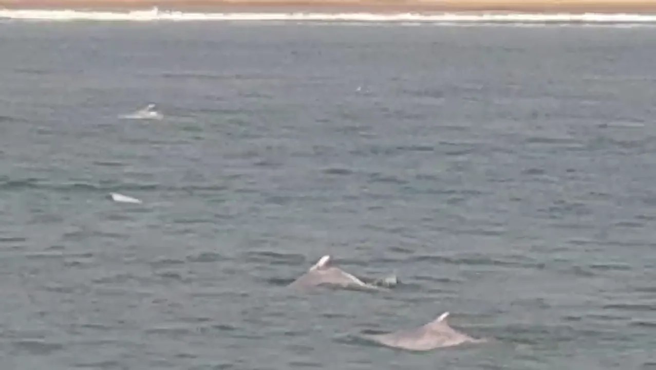  Large number of dolphins sighted in Babubali creek on first day of Dolphin Census in Odisha Photograph: (Sambad) 