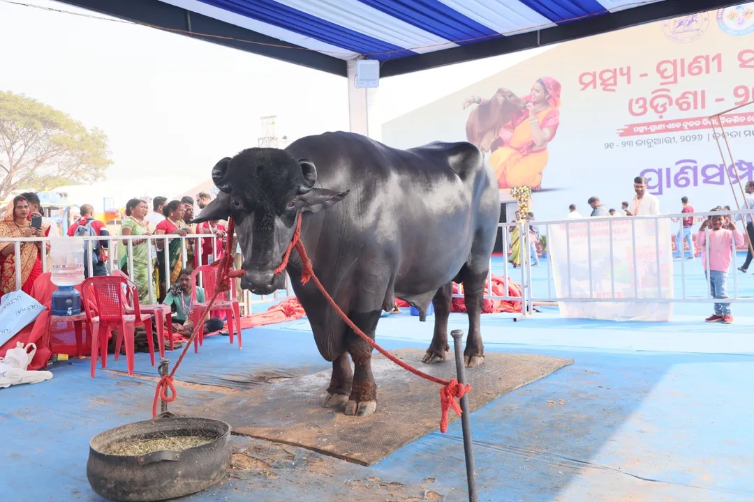  Murrah bull 'Inder' at the conclave.  