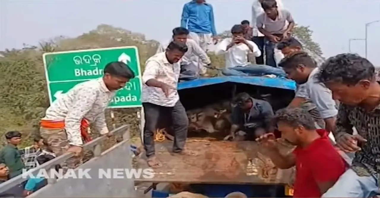  Cattle Transported in Oil Tanker Rescued in Odisha’s Bhadrak