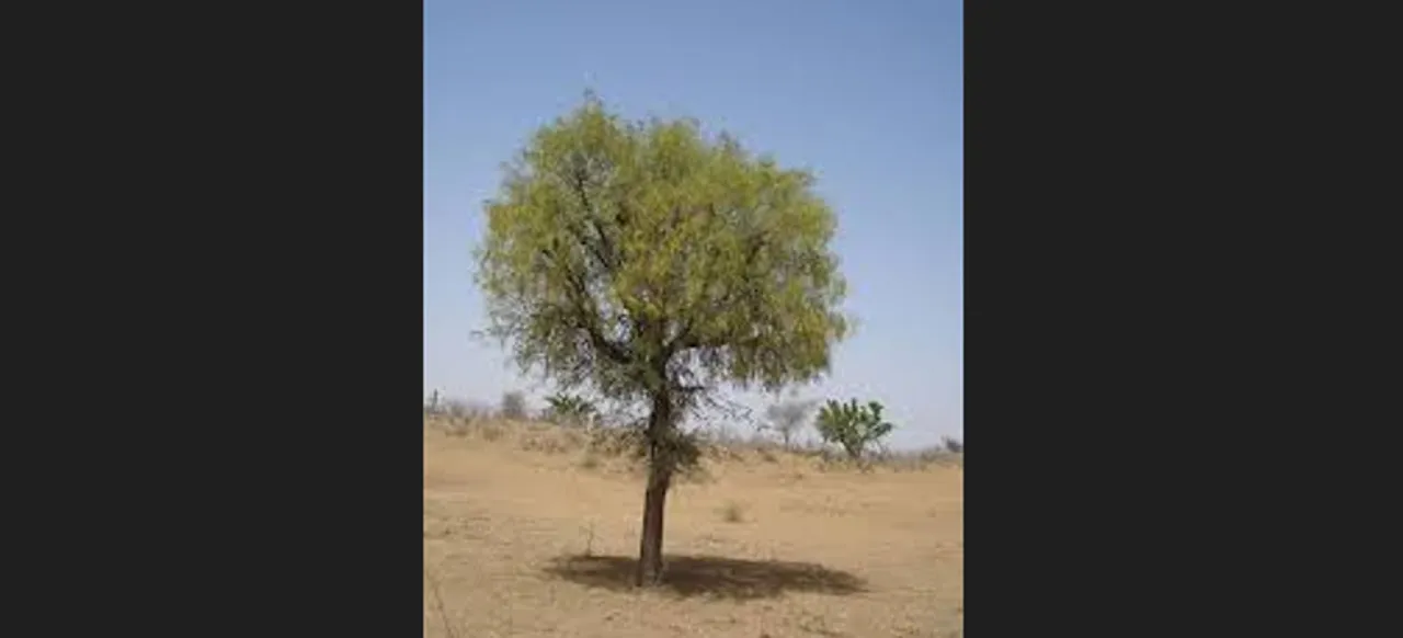  Khejri tree in Rajasthan.  