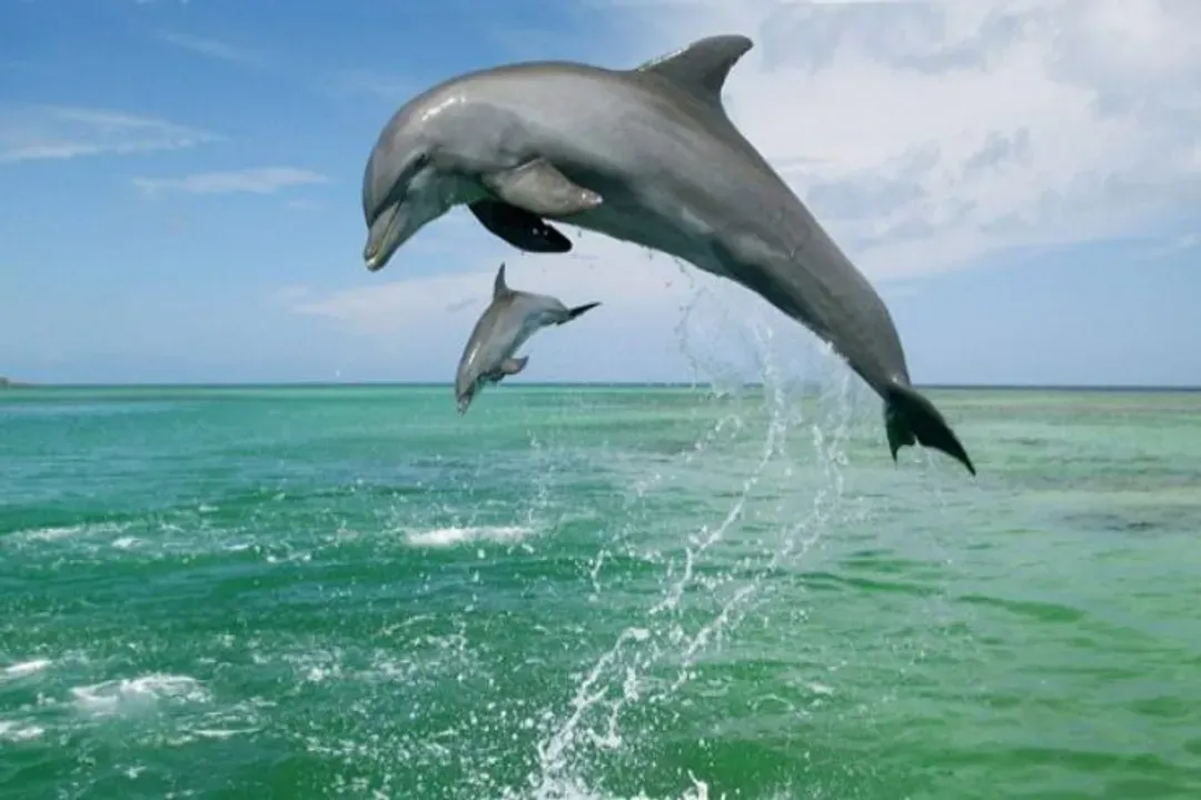 Dolphins