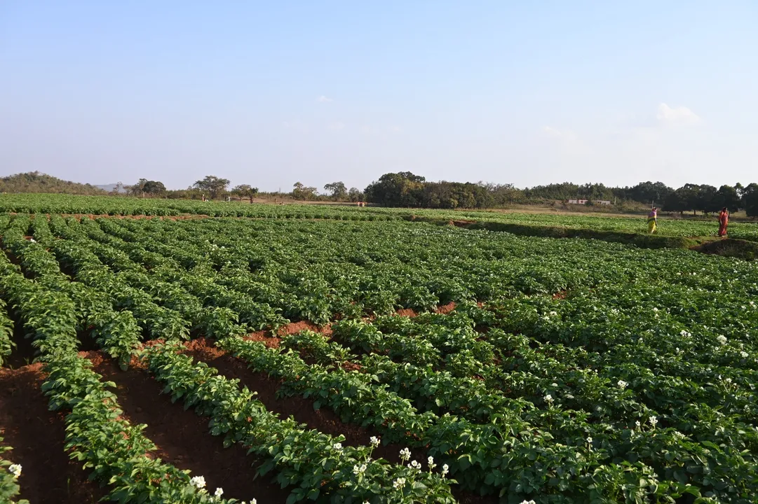  OMC strengthens agriculture-based livelihoods in Barbil mining region