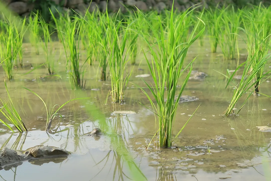  New year, same struggle: Odisha farmers still trapped in mandi chaos