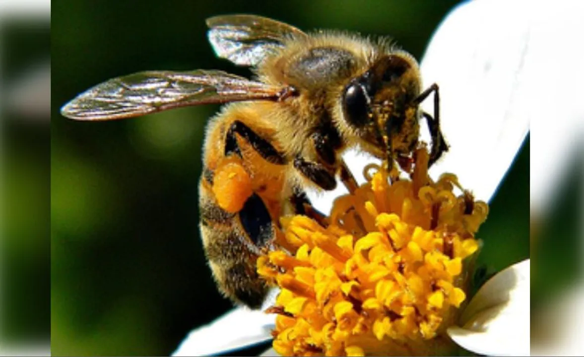  Malta's honeybee declared national insect