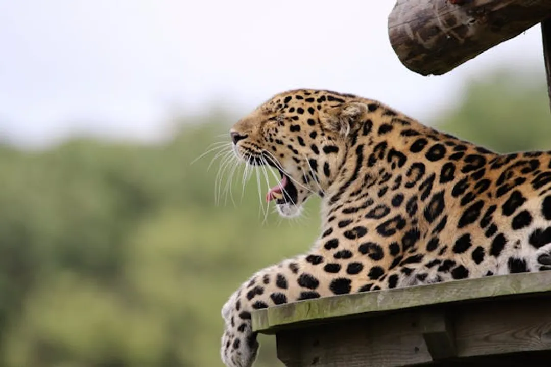 696 leopards in Odisha, reveals first Leopard Census Report