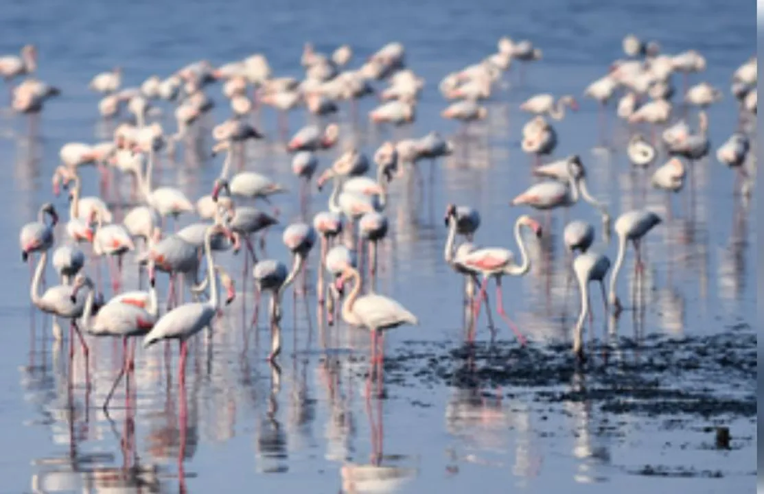  Conservation efforts for flamingos in Turkish lake show progress