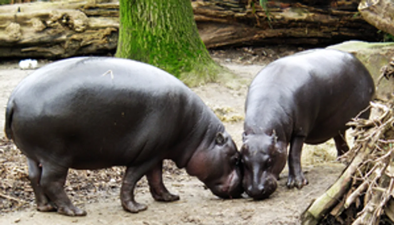  Namibia drills more boreholes to save stranded hippos