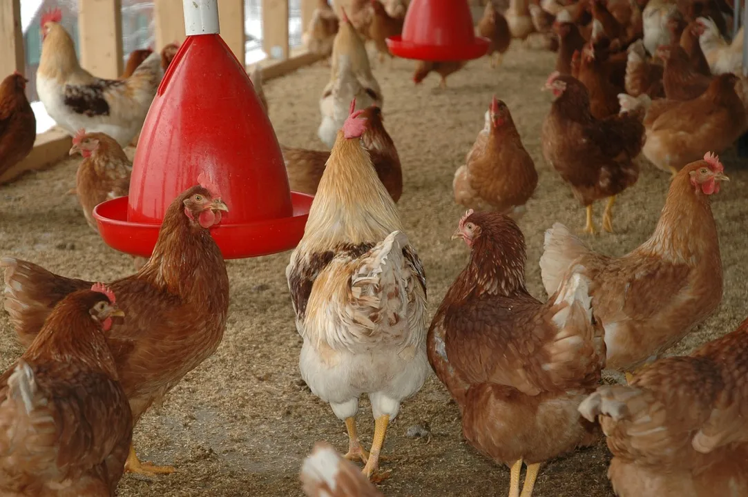  Odisha Minister says bird flu is under control