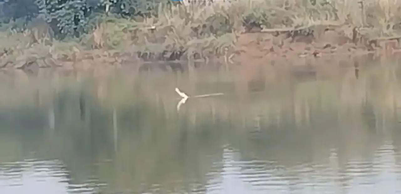 Odisha: Crocodile spotted in Daya River; locals panic